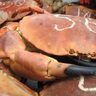 Frozen seafood