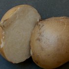 Eggplants