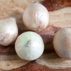 Sliced onion