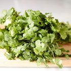 Fresh grown cilantro
