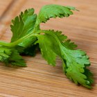 oregano