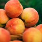 Fuji Apples sliced onto a plate