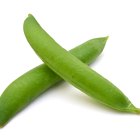 Raw Green Organic Long Beans