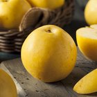 autumn fruits in white background
