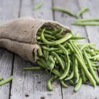 pea pod on a branch
