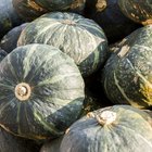 Aubergines