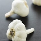 Roasted garlic bulbs