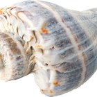 grilled fish with prawns