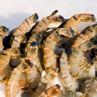 seafood dish from Florence, Italy