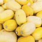 Spaghetti Squash top down view