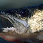 Tilapia