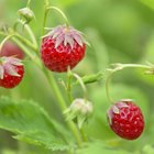 blueberry shrubs with berry
