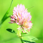 Silybum marianum