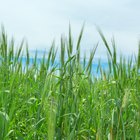 wheatgrass juice