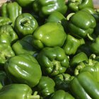 Red Hot Peppers