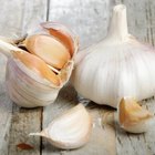 Fresh garlic on wooden background