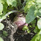 Grilling beetroots