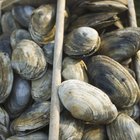 Crate of raw clams