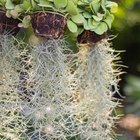Hemidesmus indica or Indian sarsaparilla roots