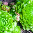 close up of cacti leaves