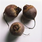 Grilling beetroots