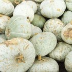 old wagon piled with squash for sale in the fall