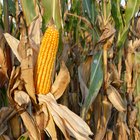 Corn on the cob