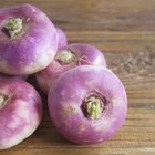 Close up image of a turnip growing in the garden