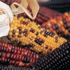 Corn on the cob