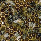 honey