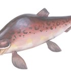 Smoked salmon.