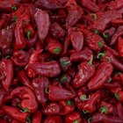 Dried chilli peppers in paper bag