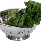 Fresh grown cilantro