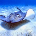 Lightning Whelk