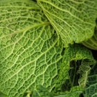 Fresh green cabbage on a wooden table