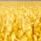 Corn on the cob