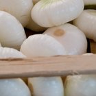 Sliced onion