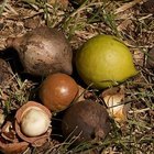 Walnut (Juglans regia)
