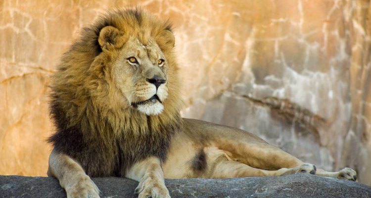Lion in African Plains area of zoo