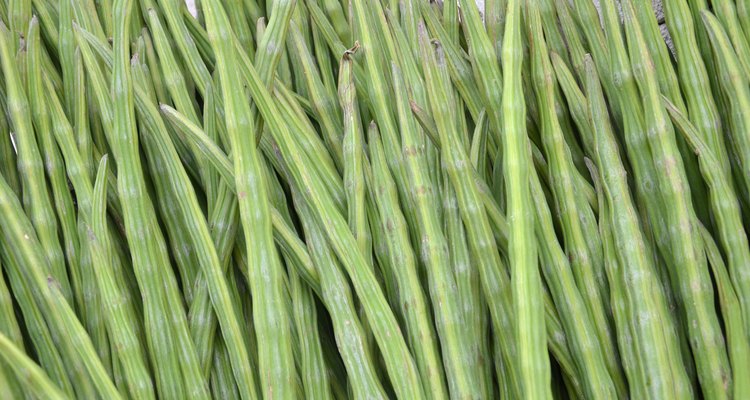 Drumstick Vegetable or Moringa