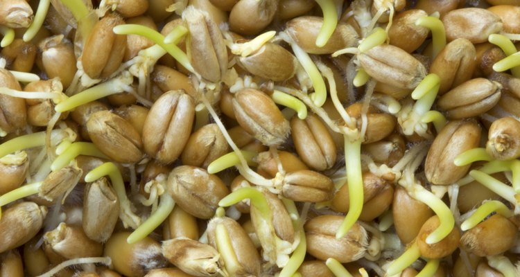 Wheat germ