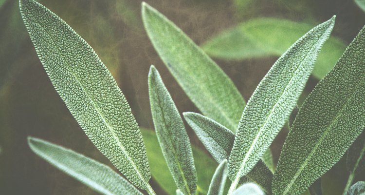 Close-Up Of Sage Plant