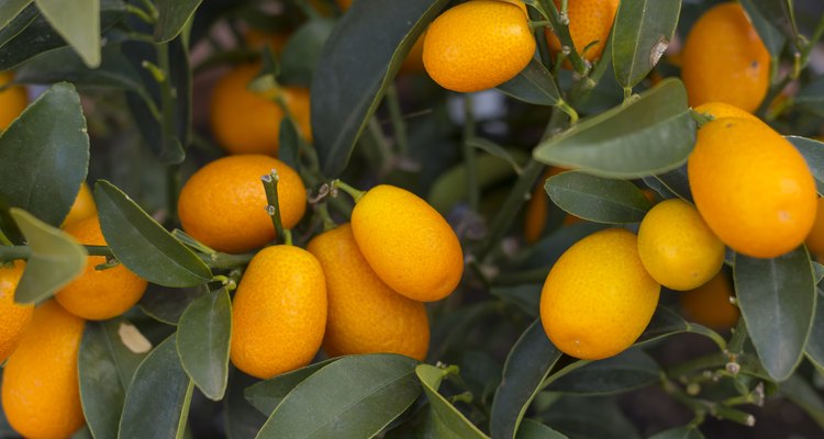 Kumquat