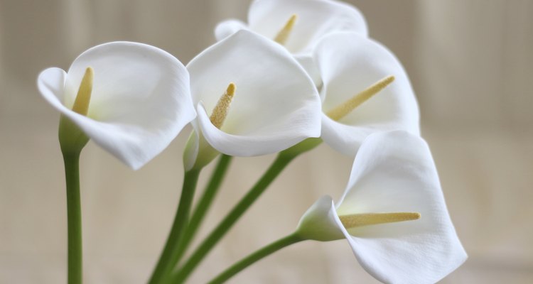 Groups of Calla flowers