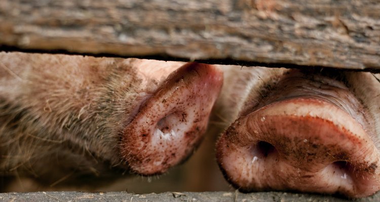 Two pigs together