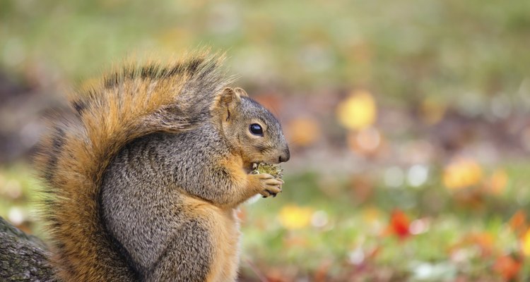 Fox Squirrel