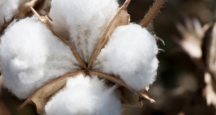 Cotton ball
