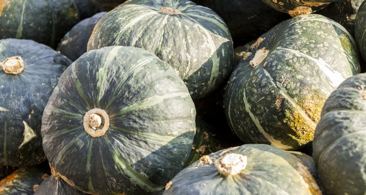 Green Grüner Hokkaido cucurbita pumpkin pumpkins from autumn ha