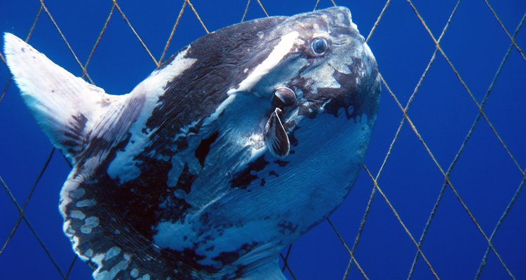 Moonfish