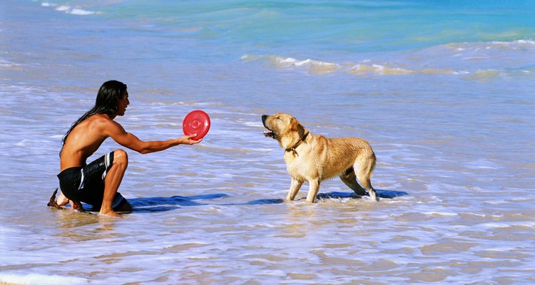 Man and dog in ocean surf Man holding plastic toy